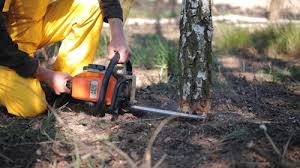 Best Tree Trimming and Pruning  in Longtown, OK